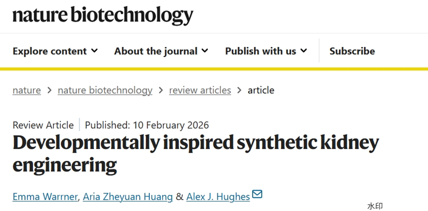前沿综述：受发育启发的合成肾脏工程，为再生医学开辟新路径