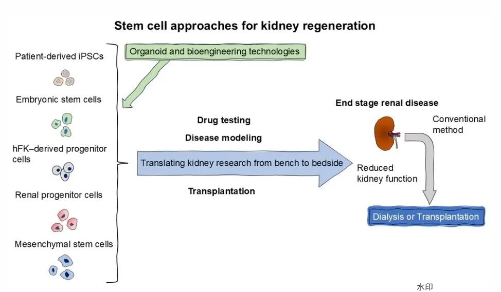 干细胞与生物工程技术在终末期肾病中的应用：进展与挑战