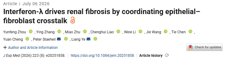 TEC-IFN-λ-成纤维细胞”信号轴：肾纤维化治疗的新靶点