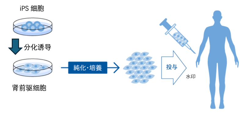 文献解读丨诺奖实验室京都大学iPS细胞研究中心（CiRA）的肾脏再生方案