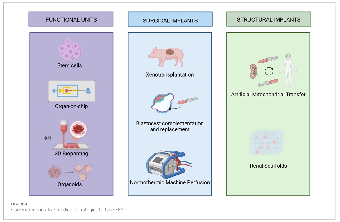 当前应对ESRD的再生医学策略图示
