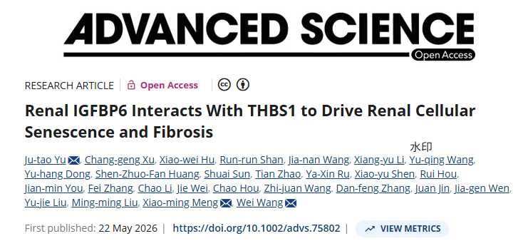 Advanced Science：IGFBP6蛋白如何成为细胞衰老的“幕后推手”？