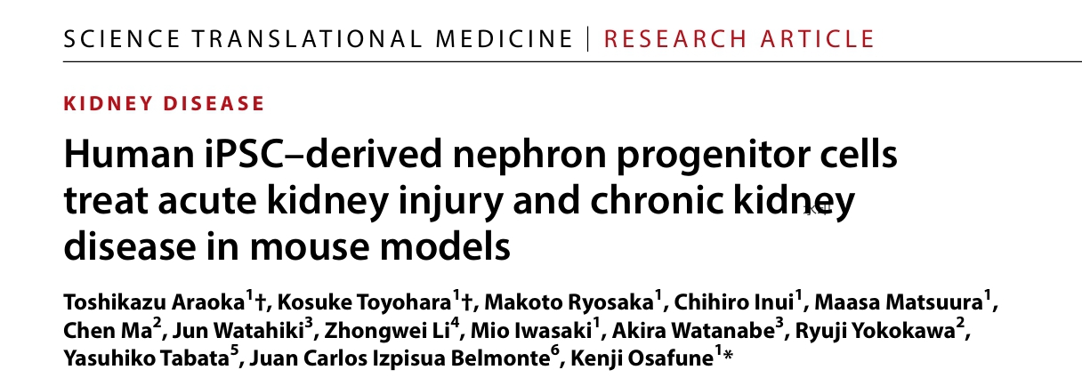 文献解读丨hiPSC衍生肾祖细胞治疗AKI与CKD的疗效及机制解析