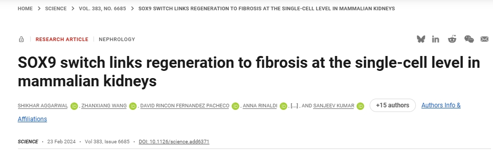 文献解读丨SOX9/CDH6动态开关：决定肾损伤后再生与纤维化命运的单细胞机制